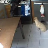 De no creer: video captura el momento en que un cachorro provoca un incendio