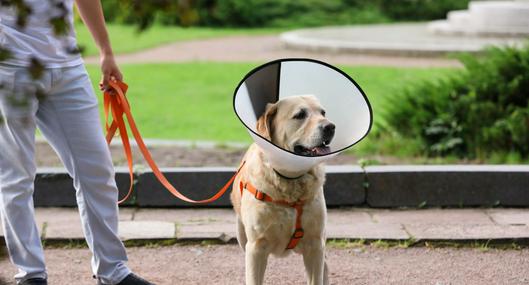 Jornadas de esterilización gratis para mascotas en Bogotá: lugares y requisitos