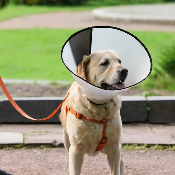 Jornadas de esterilización gratis para mascotas en Bogotá: lugares y requisitos