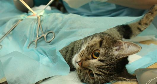 Gato en cirugía, en nota sobre cómo sacar turno para esterilizar a la mascota gratis