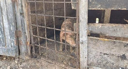 Cierran criadero de cerdos en Soacha por riesgo de contaminación del río Tunjuelo