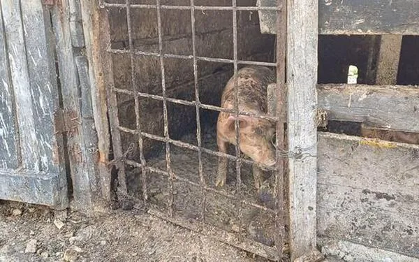 Cierran criadero de cerdos en Soacha por riesgo de contaminación del río Tunjuelo