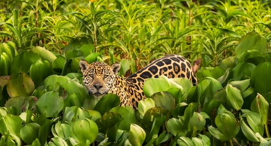 Medio ambiente: preocupación en Colombia por posible desaparición del jaguar