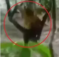 En Santa Marta, creciente arrastró a un joven y gracias a un árbol se salvó: video