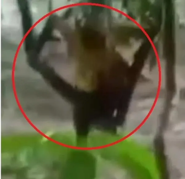 En Santa Marta, creciente arrastró a un joven y gracias a un árbol se salvó: video