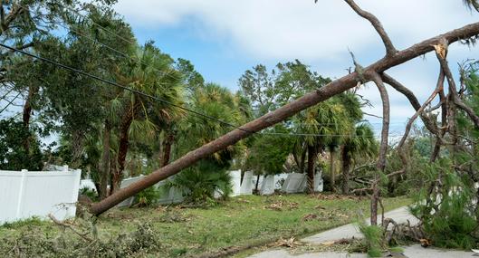 Niño salvó a su mamá después de que un árbol le cayera encima: "El regalo de Dios"