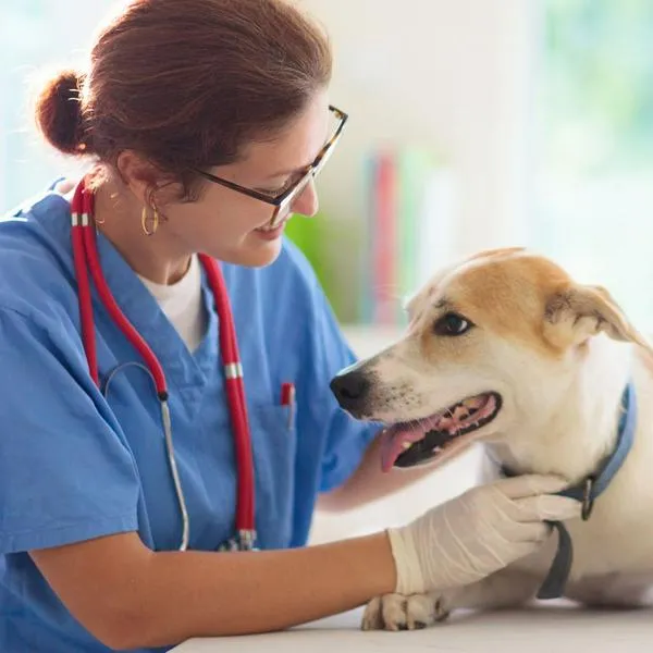 Medicinas y veterinaria para mascotas de calle, con ayuda por banco en Colombia