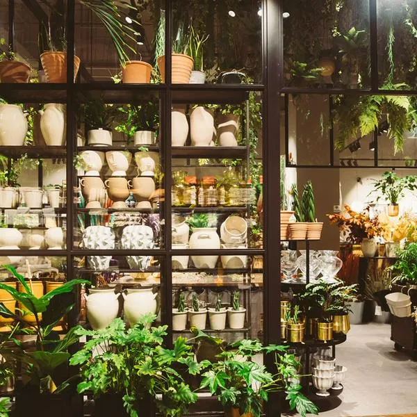 ¿Dónde comprar plantas baratas en Bogotá? 