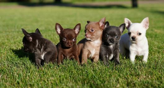 Inescrupuloso enterró seis cachorros con vida en Ginebra, Valle del Cauca