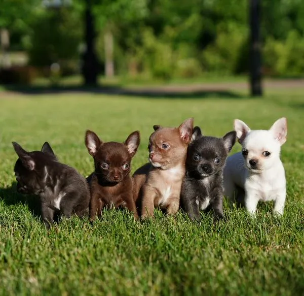 Inescrupuloso enterró seis cachorros con vida en Ginebra, Valle del Cauca