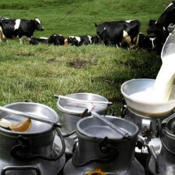 Nestlé ahora comprará la leche desde Antioquia y Cesar, y dejará de hacerlo en Caquetá, ¿qué pasó?