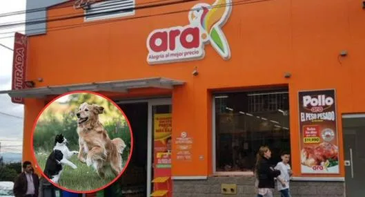 Productos Ara para perros y gatos: bebedero de gravedad por solo 