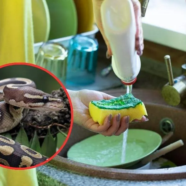Pitón (serpiente) en Tailandia atacó a mujer que lavaba platos y la asfixió