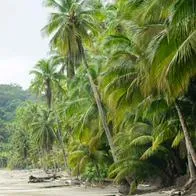 Foto de Gorgona, en nota de cuál es la isla más bonita de Colombia y misterio frente a San Andrés