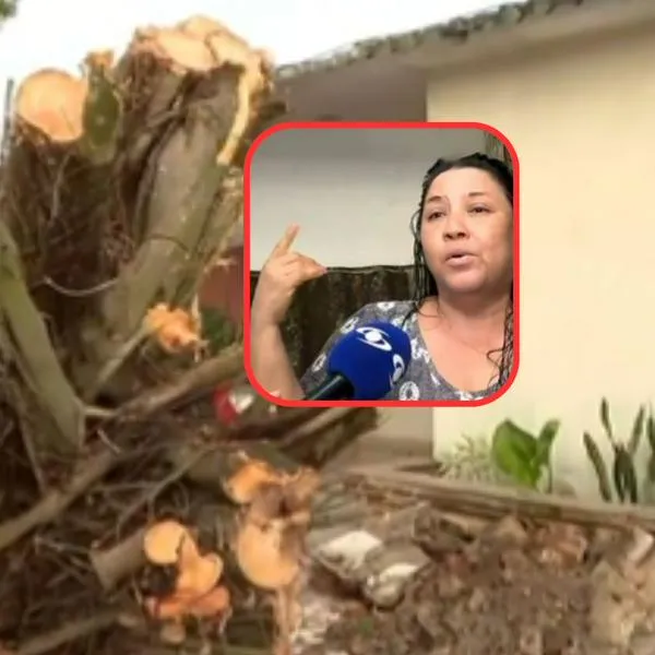 Mujer que sufrió el vendaval en Barranquilla vivió momentos de pánico por caída de árbol en su casa y la comparó con Jumanji, la película. 