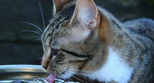 Con qué frecuencia debo cambiar el agua de mi gato; esto debe saber.