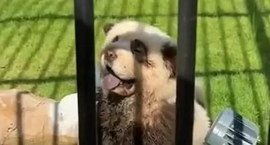 Hacían pasar perros por osos pandas.