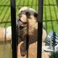 Hacían pasar perros por osos pandas.