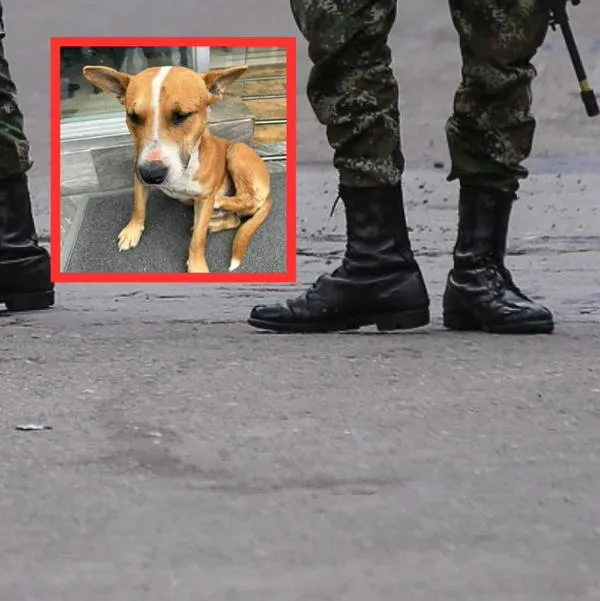 Él es Paco’, el perro rescatado que apoya a soldados heridos en Arauca