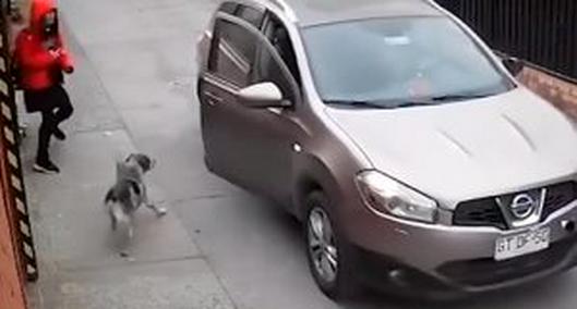 Video: perro salvó a joven que, al parecer, iba a ser secuestrada