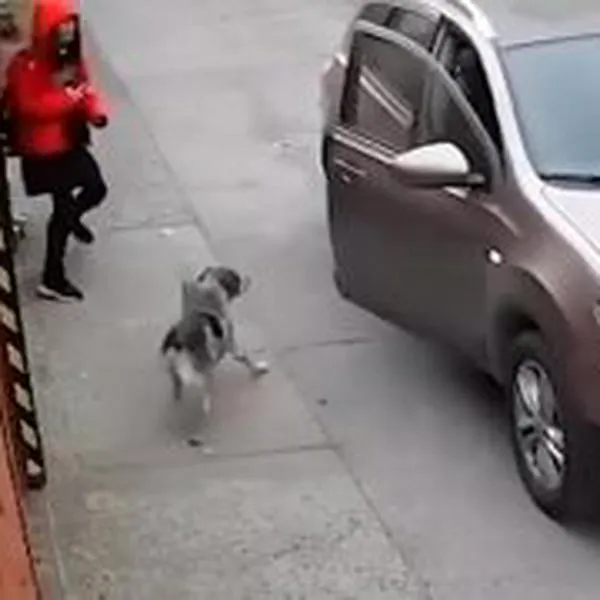 Video: perro salvó a joven que, al parecer, iba a ser secuestrada