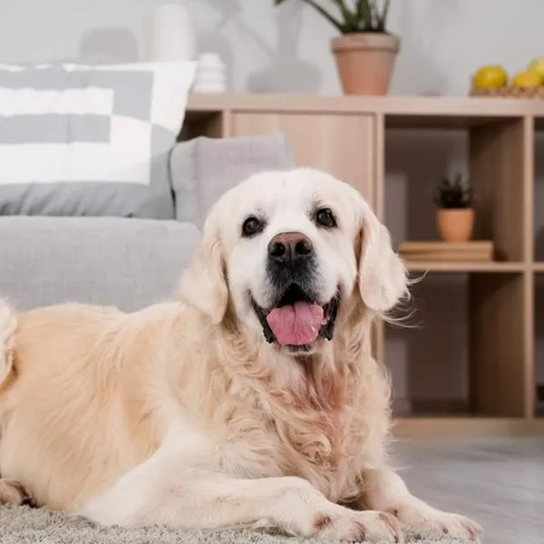 Vivienda en Colombia y multas de $ 346.000 por mascotas que hagan ruidos