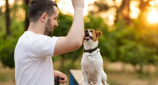 Advierten a dueños de perros en Colombia por enfermedad común: cálculos renales