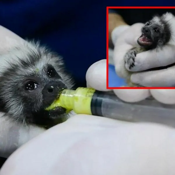 Así fue el rescate de dos monos tití bebés que los tenían como mascotas: los exhibían 