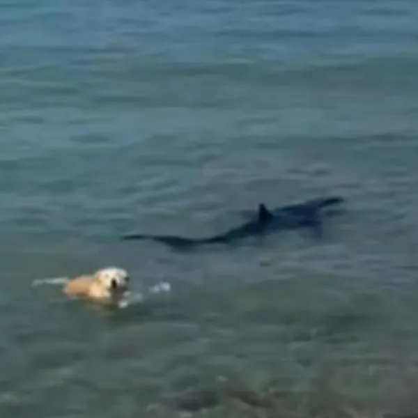 Firulais causó pánico cuando se lanzó al mar para morderle la cola a un tiburón: esto pasó 
