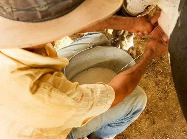 Producción lechera crece 2.7%, pero enfrenta ‘escenario complejo’: Analac