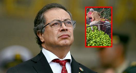 Gustavo Petro, a propósito de lo que dijo sobre la supuesta producción de aguacates en Colombia, pero que era en Brasil: video