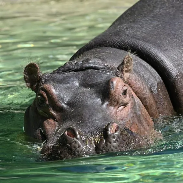 Turista en Zambia fue atacado por hipopótamo en safari y casi muere