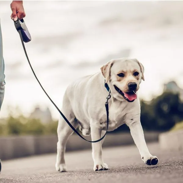 ¿Qué hacer si mi vecino no recoge las heces de su perro? Según el código de policía