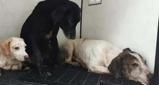 Autoridades rescataron a 14 perros y 11 cachorros de maltrato en una casa Bogotá