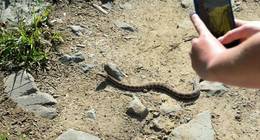 Niño de 5 años falleció por mordedura de serpiente en zona rural de Córdoba