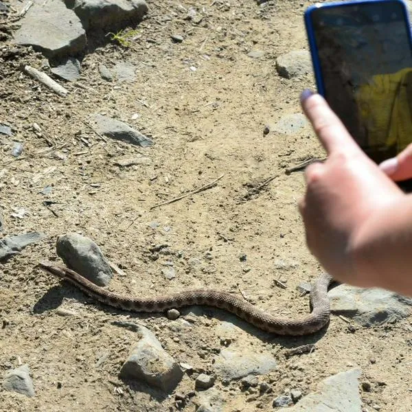 Niño de 5 años falleció por mordedura de serpiente en zona rural de Córdoba