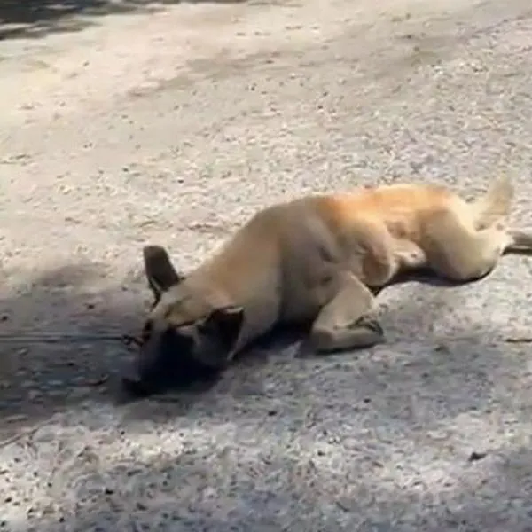 ¡Indignante! Capturan a mujer arrastrando a un perrito con su camioneta
