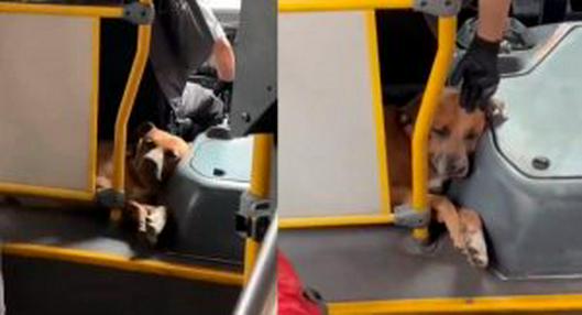 Viral: conductor de bus lleva a su perro en las rutas y causa furor en redes