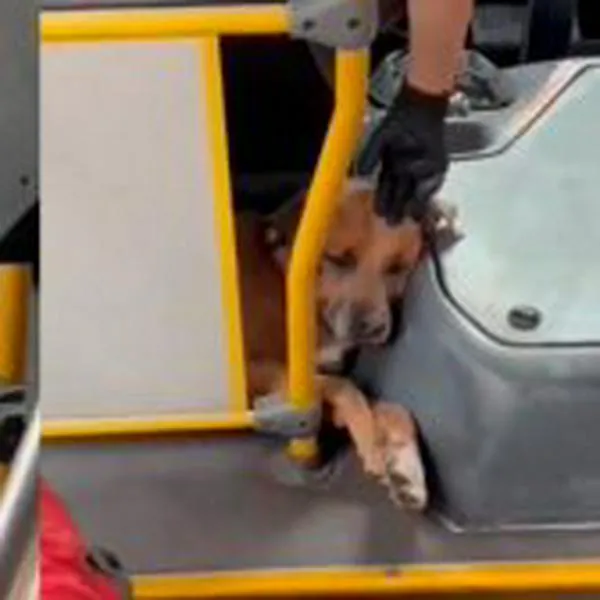 Viral: conductor de bus lleva a su perro en las rutas y causa furor en redes