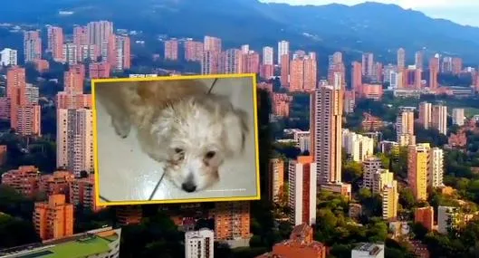 Judicializan a mujer que arrojó a perro desde un piso 12 en Bello, Antioquia, por pelea con su expareja