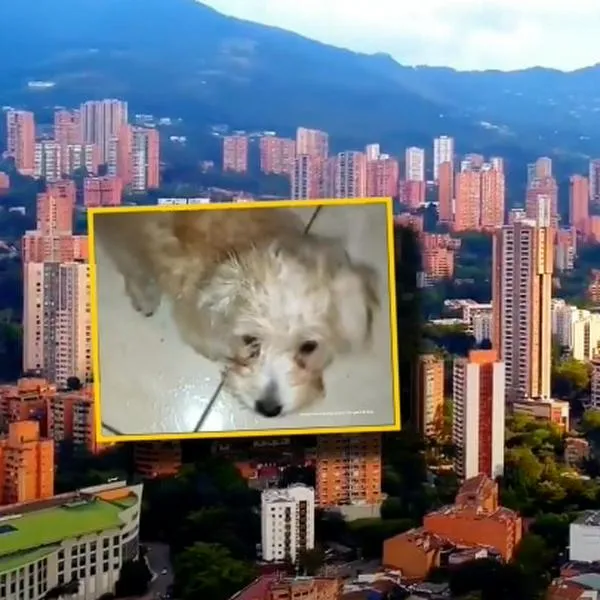Judicializan a mujer que arrojó a perro desde un piso 12 en Bello, Antioquia, por pelea con su expareja