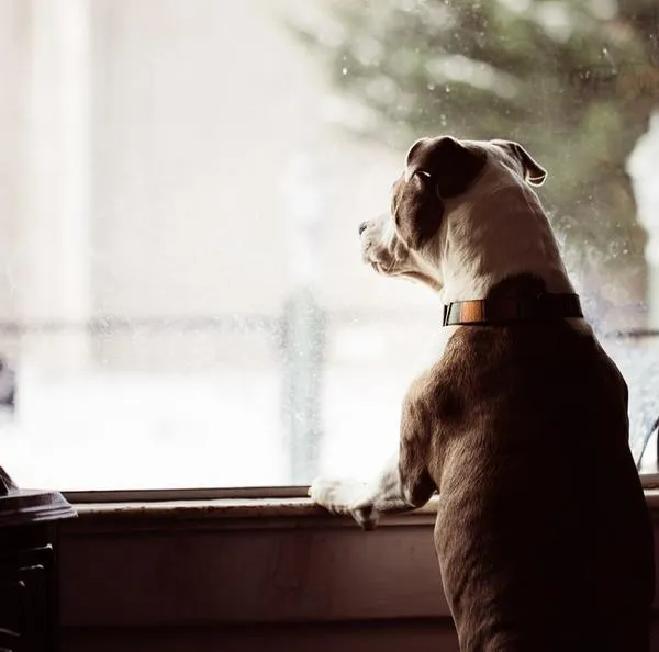 ¿Qué hacer si un perro no para de ladrar?