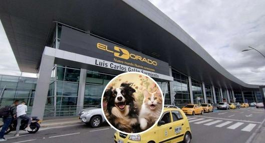 Foto de aeropuerto y animales, en nota de cómo llevar mascotas al aeropuerto El Dorado y uso de baños para perros y gatos