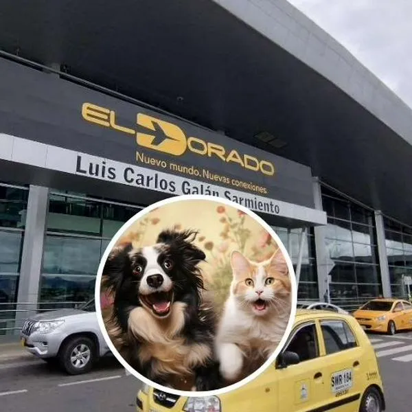 Foto de aeropuerto y animales, en nota de cómo llevar mascotas al aeropuerto El Dorado y uso de baños para perros y gatos