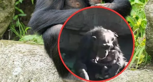 Chimpancé 'Natalia' conmovió al mundo y soltó a su cría muerta hace 7 meses