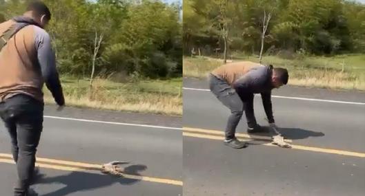 Hombre intentó salvar un lagarto en una carretera y terminó atropellado: video es viral