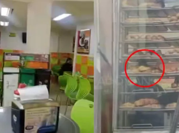 Cliente de una panadería grabó a una rata 'acomodando panes' en la vitrina: a la vista de todos 