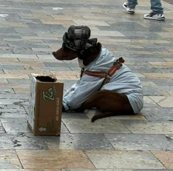 Perrito estaría siendo explotado por su dueño para que trabaje como "estatua" 