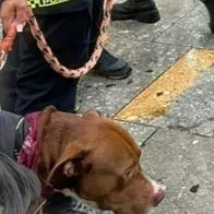 Perro usado para pedir dinero en Bogotá ya tiene nuevo hogar