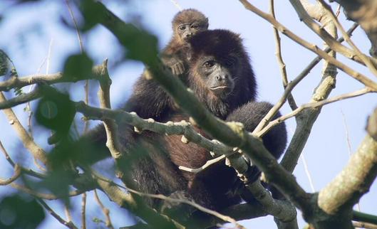 La población de fauna silvestre ha caído en un 73% en medio siglo, según WWF